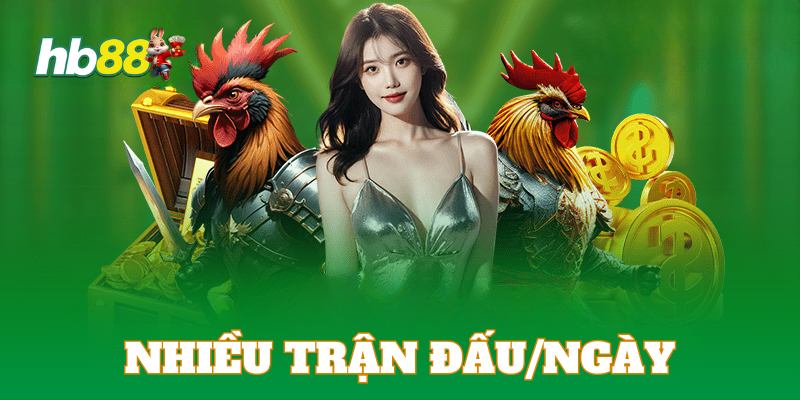 Đá gà Mỹ cựa dao mang đến những trận đấu mãn nhãn