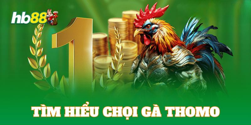 Chọi gà Thomo tại HB88 với hàng trăm trận trong ngày